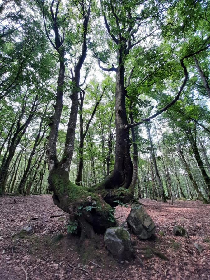 Du Druide Domaine De Fangorn *